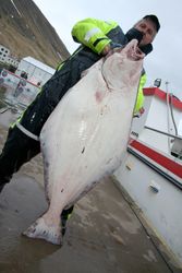 32 kg halibut II
